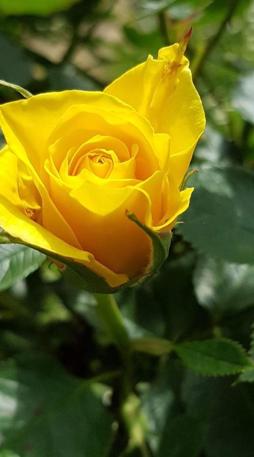 Yellow Rose Rakovica Exterior photo